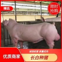 长白种猪益农养殖厂常年对外销售种母猪种公猪欢迎选购
