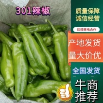 新苗301辣椒/芜湖椒/泡椒对接工厂市场商超电商