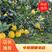怀化市冰糖柚树苗，金兰柚树苗，安福蚕子树苗，柚子树苗