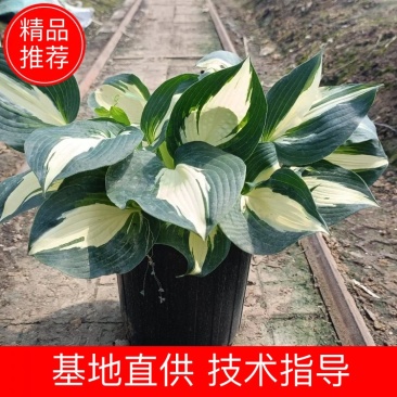 品种玉簪，加仑盆花叶玉簪盆栽批发
