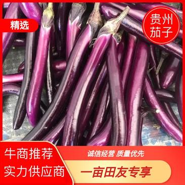 贵州茄子品质保证诚信经营欢迎联系接商超市场电商