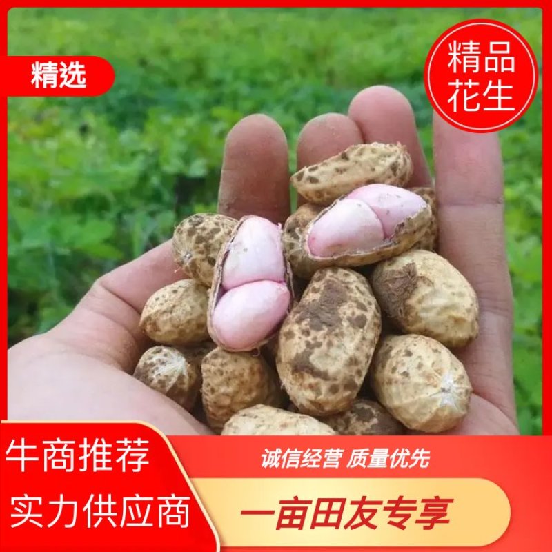 生花生品质保证诚信经营欢迎联系量大优惠