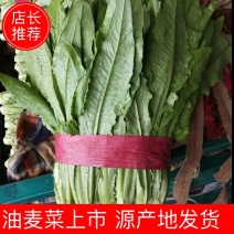油麦菜产地发货，对接商标，价格低谦代发全国各地