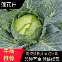 甘蓝牛心菜莲花白圆包菜无虫眼无病斑产地一手货量大价优