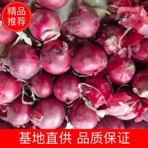 【实力推荐】红皮洋葱精品洋葱品质保证对接各类客户