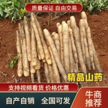 广西精品白鬼淮山药质量保证价格优惠欢迎订购