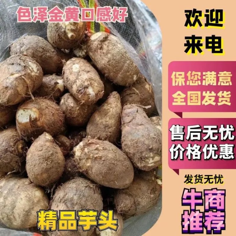 【实力货源】精品芋头日照芋头色泽金黄口感好品质正宗一手货源