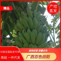 威廉斯香蕉，产地种植大户，一手货源，可批发可一键代发
