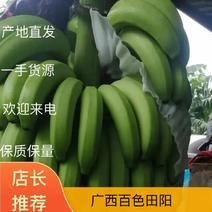田阳香蕉产地直发品质保障，种植大户，欢迎老板来电咨询