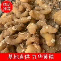 九华黄精精品干黄精个子野生黄精干货饱满圆润透亮有肉