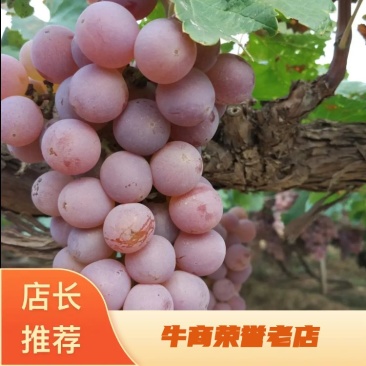 河北龙眼葡萄，基地直供，酿酒鲜食供酒厂果汁饮料厂优选品种