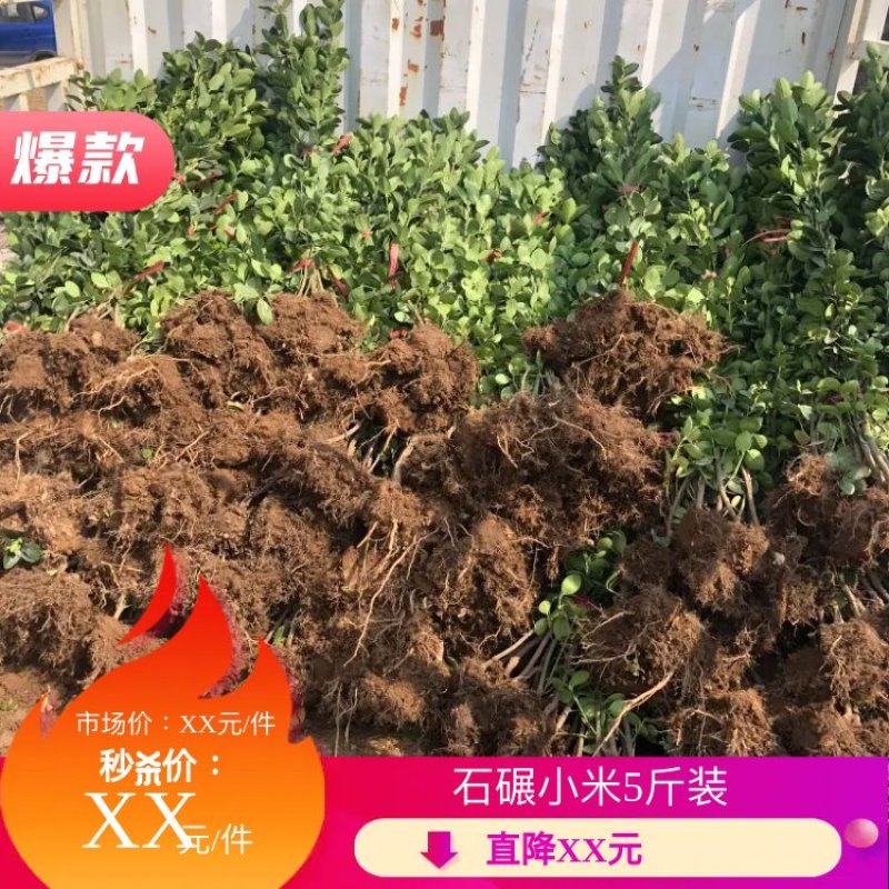 小叶黄杨苗，北海道黄杨，基地直供，价格公道，绿篱，易成活