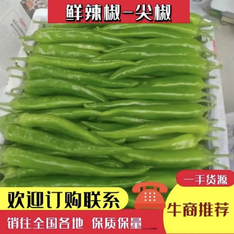 潍坊代收代发精品长尖椒服务完善走货便利对接全国客户