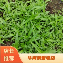 白芨直播苗，块茎0.3至1公分，量大从优，欢迎来电咨询