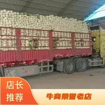 白菜甘肃定西临洮县大量有货可视频，量大从优