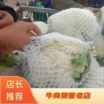 有机花菜甘肃定西临洮县大量有货可视频，量大从优