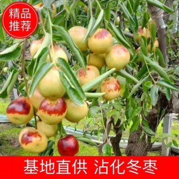 沾化冬枣大棚冬枣新鲜水果脆甜产地批发一件代发5斤装包邮