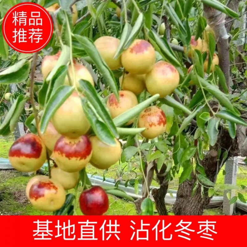 沾化冬枣大棚冬枣新鲜水果脆甜产地批发一件代发5斤装包邮