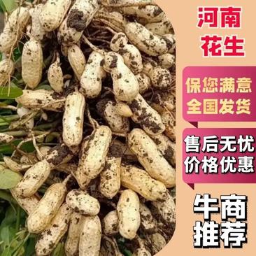 河南干花生白沙系列花生对接全国各大市场电商商超