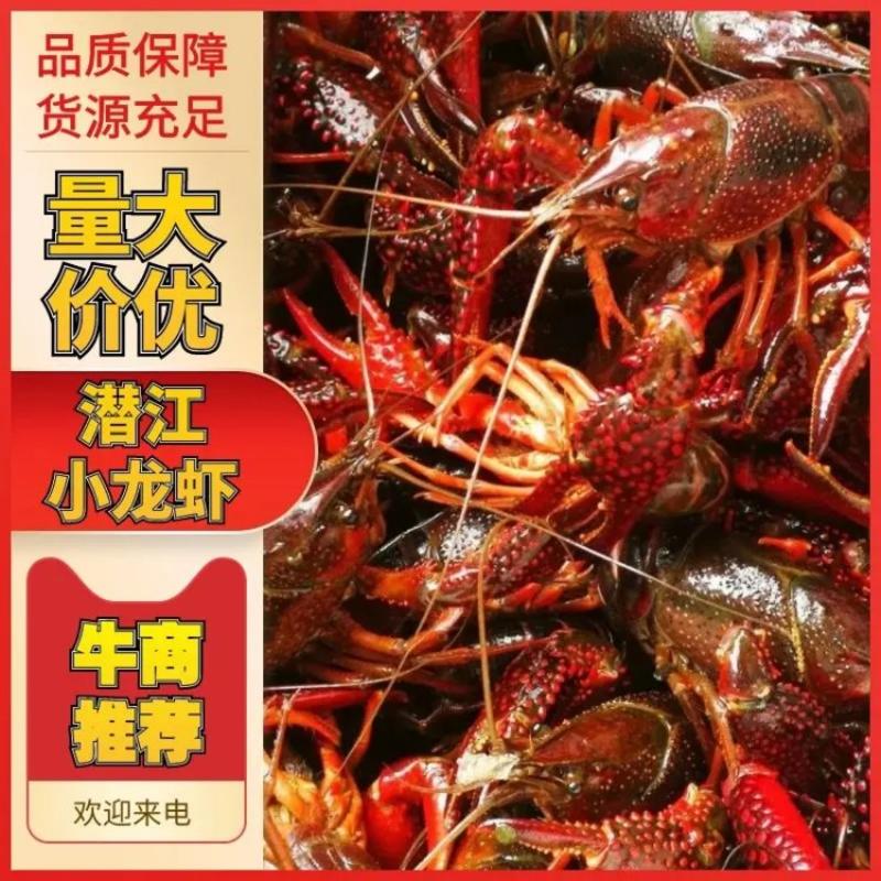 [热卖]湖北洪湖小龙虾批发一手货源青红虾规格齐全