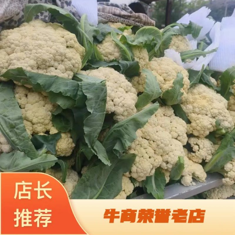 安徽有机花菜大量供应保质保量可视频看货欢迎来电咨询订购