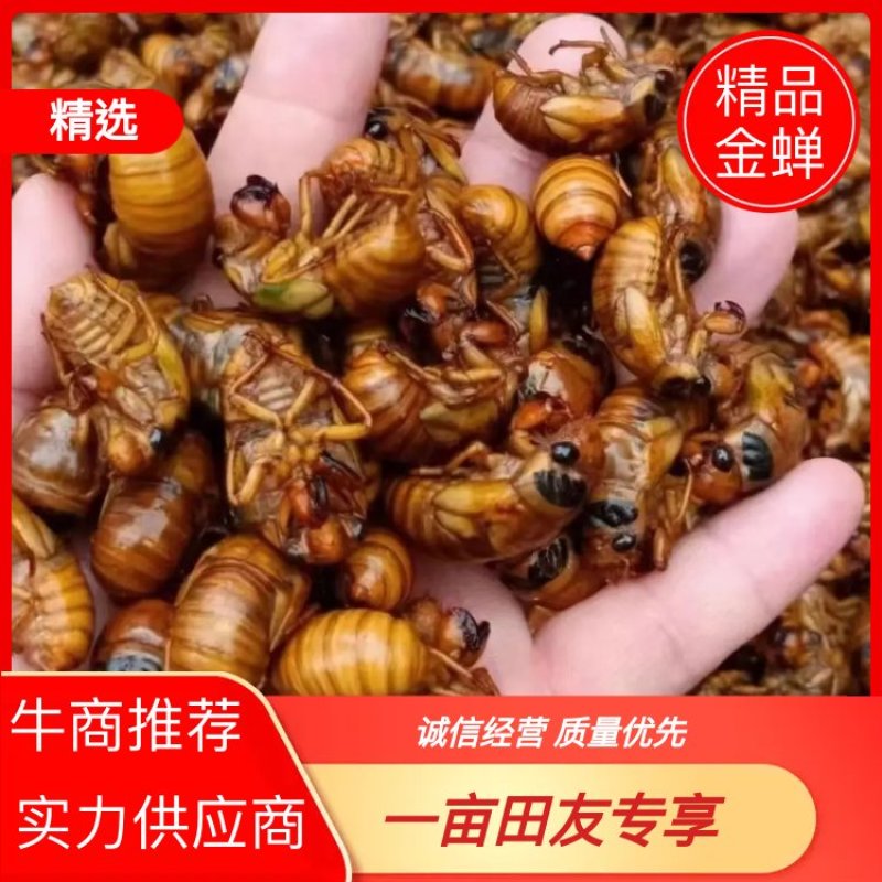 天津批发野生鲜活金婵知了猴大金婵产地直发货源充足量大从优