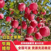 陕西精品高原红富士苹果口感脆甜产地直销价格品质保证