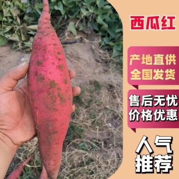 西瓜红红薯产地直发，欢迎各地老板选购，支持全国发货。