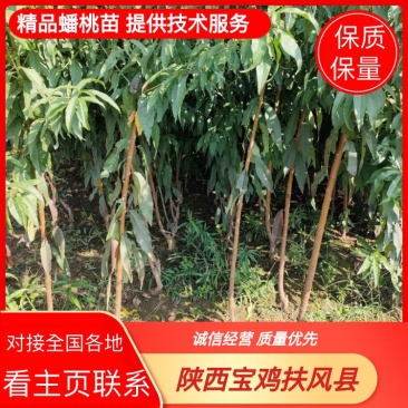桃树苗：桃树实生苗，黄蟠，油蟠，黄桃，油桃，毛桃优良品种