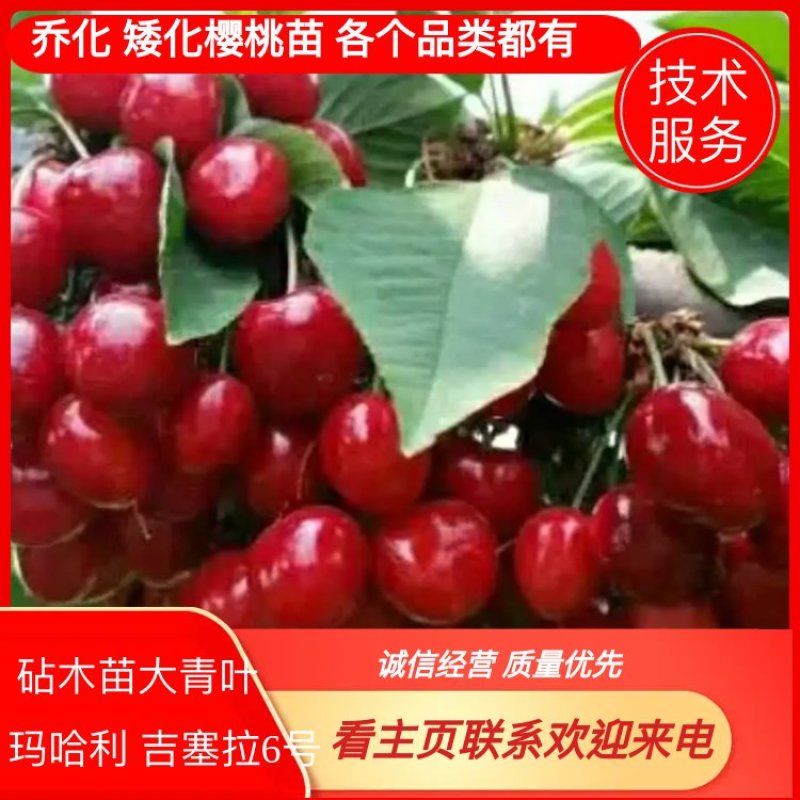 乔化，矮化樱桃苗：砧木苗大青叶，玛哈利，吉塞拉6号供应中