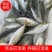 活冻巴浪鱼养殖巴浪鱼