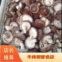 河北邢台香菇工厂货源片菇菜菇产地一手货
