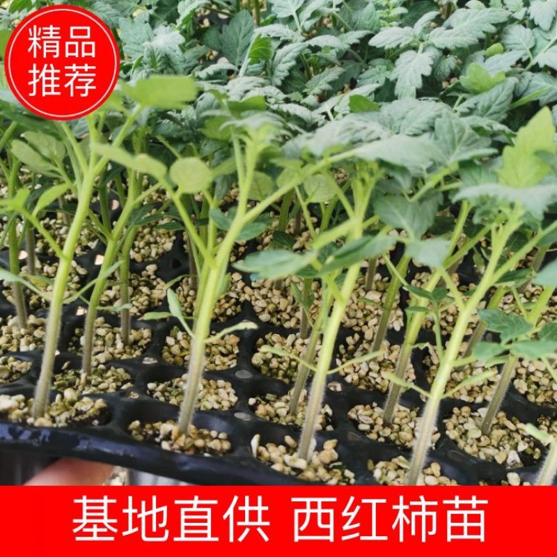 寿光田园小红口感小番茄苗子适合采摘园种植