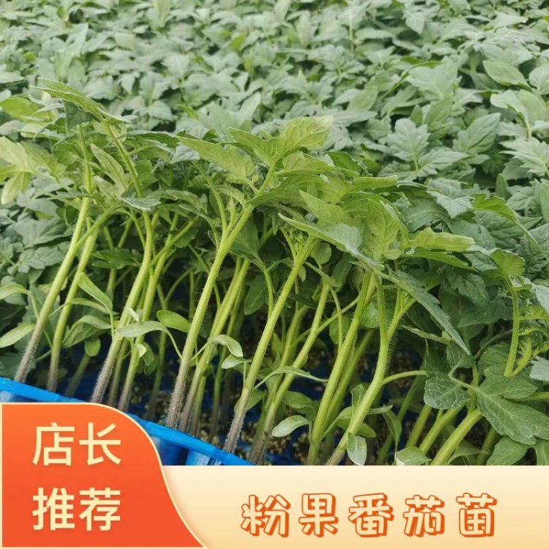 粉果番茄苗，荷兰引进大果型抗线虫抗死棵，抗灰叶斑耐寒性好