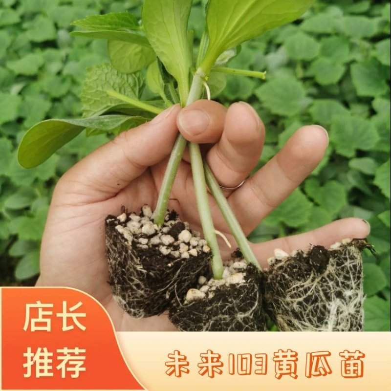未来103水果黄瓜苗旱黄瓜苗大刺黄瓜苗黄瓜苗