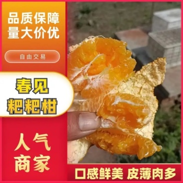 春见粑粑柑乐山产地货源价格优惠市场商超电商团购批发