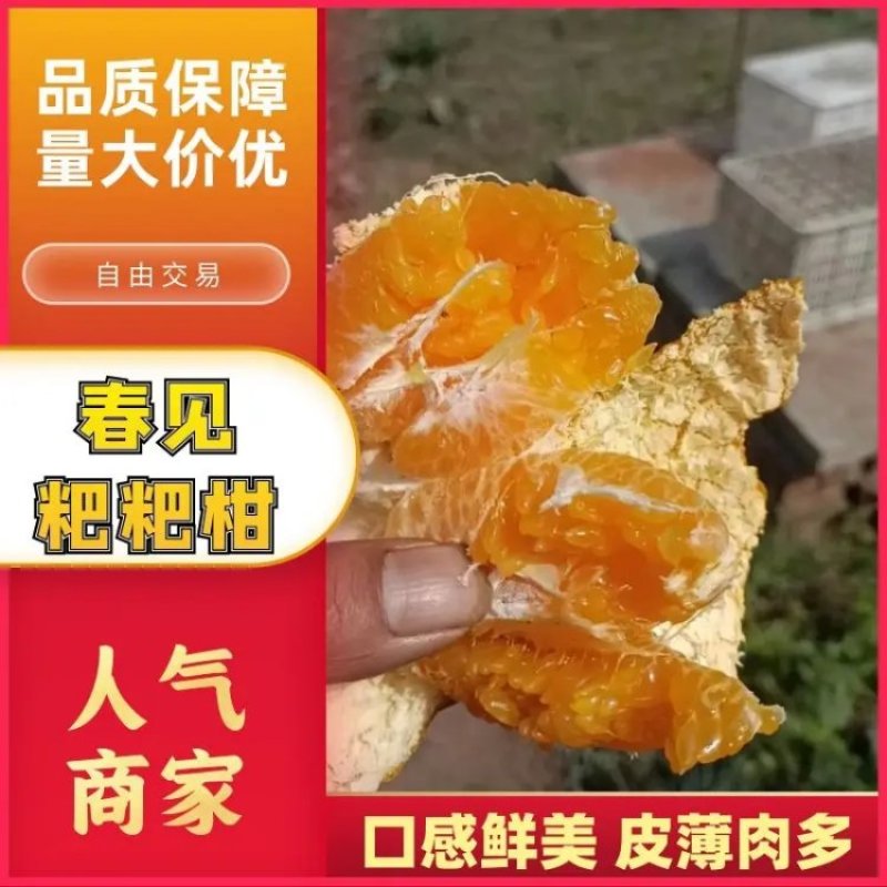 春见粑粑柑乐山产地货源价格优惠市场商超电商团购批发