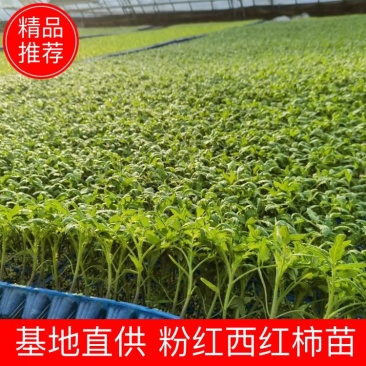 进口大果口感型粉西红柿苗沙瓤精品大粉番茄苗高抗病易活