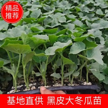 黑皮大冬瓜苗春绿小冬瓜苗冬瓜种苗大冬瓜