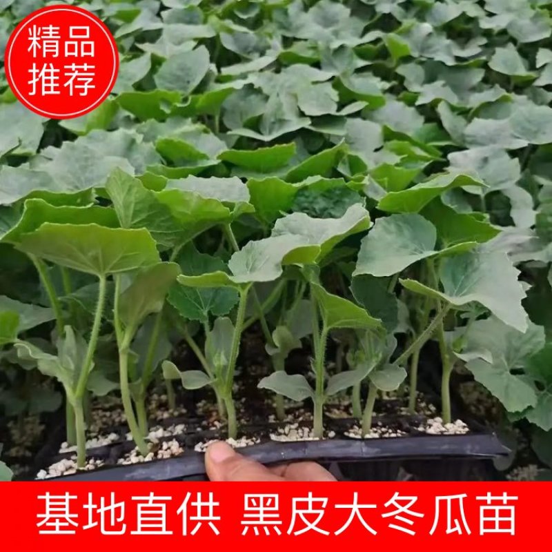 黑皮大冬瓜苗春绿小冬瓜苗冬瓜种苗大冬瓜