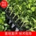 【热卖】早秋延晚春定植黑油亮瑞莱108瓜条颜色漂亮商品性好