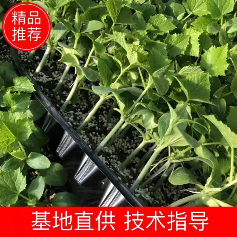【热卖】早秋延晚春定植黑油亮瑞莱108瓜条颜色漂亮商品性好