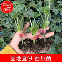 西瓜苗甜王美都2k冰糖子高端礼品瓜，想要的都有