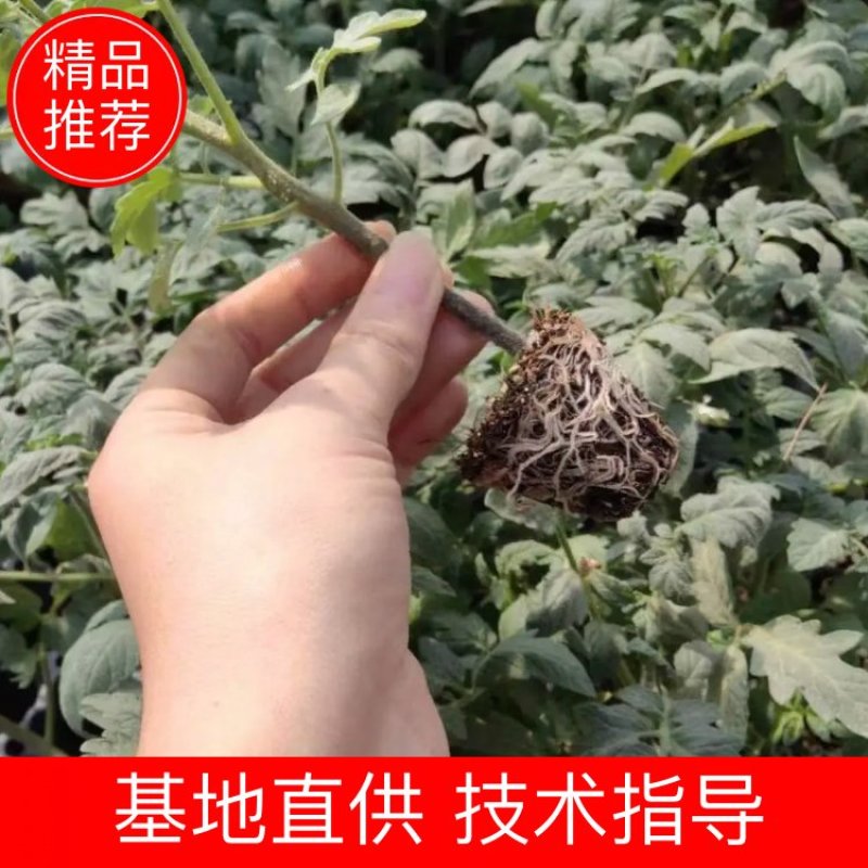 包邮，【采摘园推荐】黑肩草莓番茄苗——黑草莓。可试种