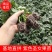 包邮，紫玫瑰，紫色圣女果苗，带青肩，口感好，苗厂直供。