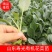 山东寿光有机花菜苗