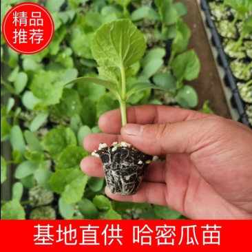 西州蜜，哈密瓜，网文甜瓜苗，基地直发，现挖现卖