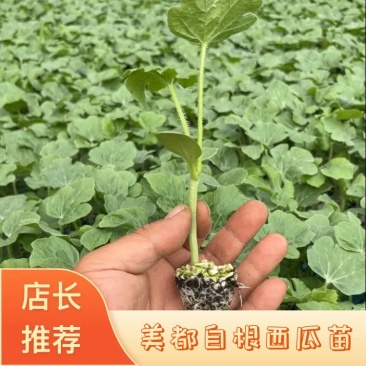 美都自根西瓜苗，品种纯，口感好，产量高，来电咨询，包售后