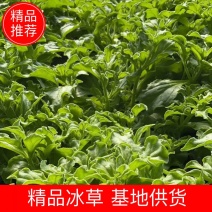 江苏精品冰草，基地大量现采现发，电商，酒店，商超周年供货