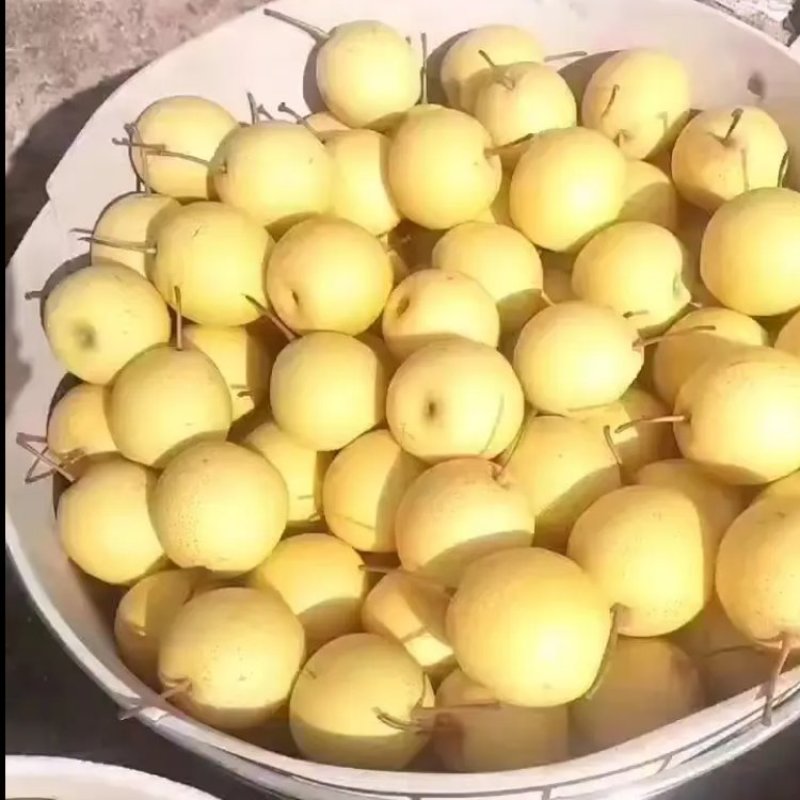 绥中大白梨又脆皮薄肉厚甜电商市场商超供全国